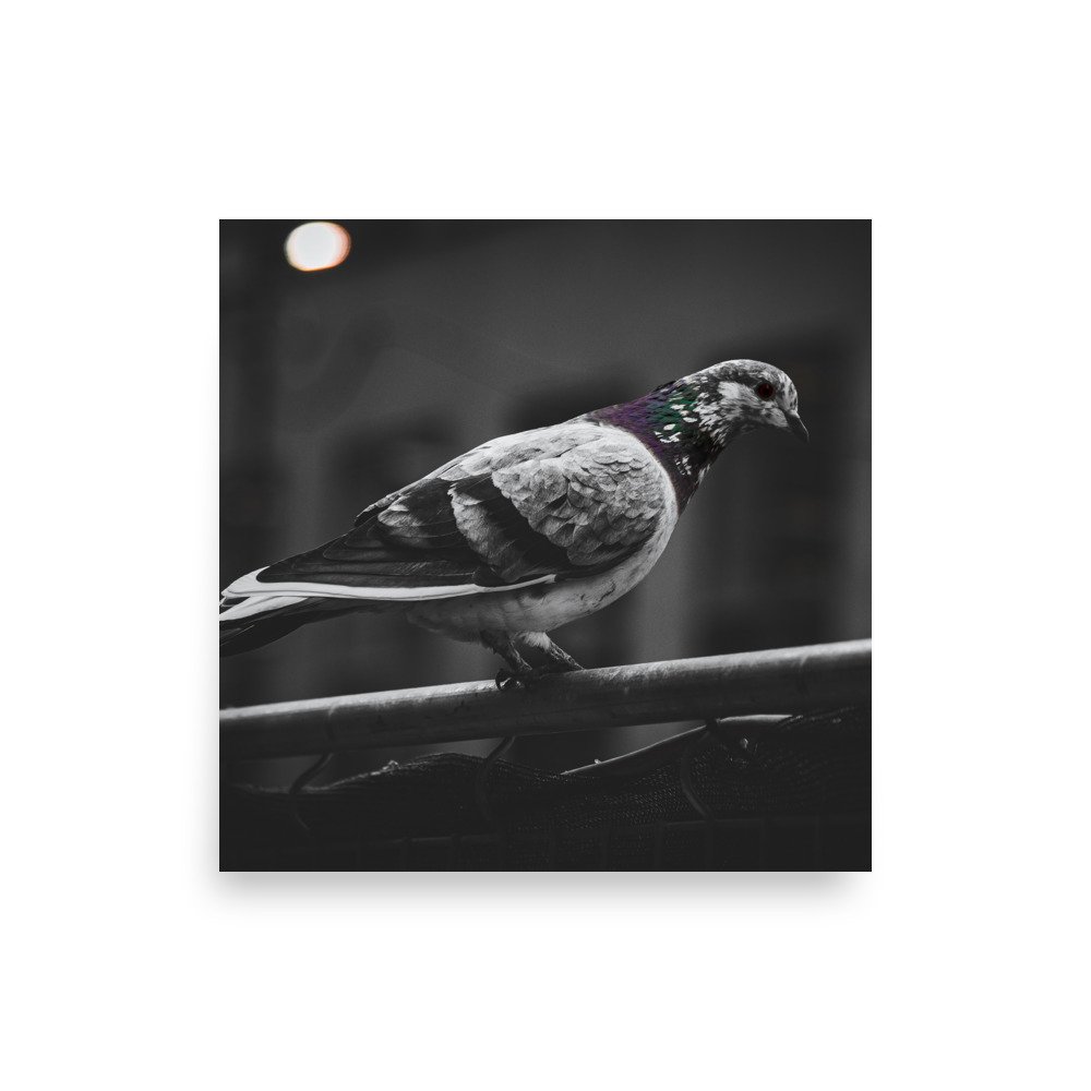 premium-luster-photo-paper-poster-(in)-10x10-front-6758c3af1775b.jpg