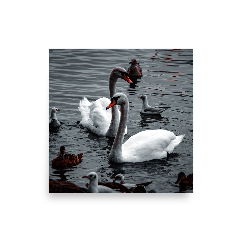 premium-luster-photo-paper-poster-(in)-14x14-front-6758c6e957e9c.jpg