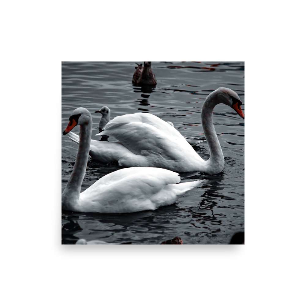 premium-luster-photo-paper-poster-(in)-14x14-front-6758c7fa57dba.jpg