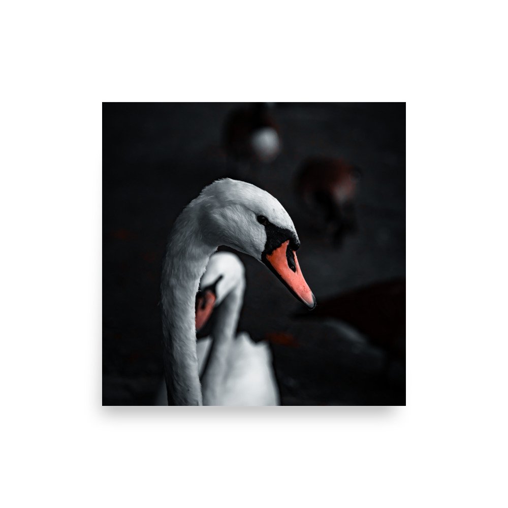 premium-luster-photo-paper-poster-(in)-14x14-front-6758ca9a61b45.jpg