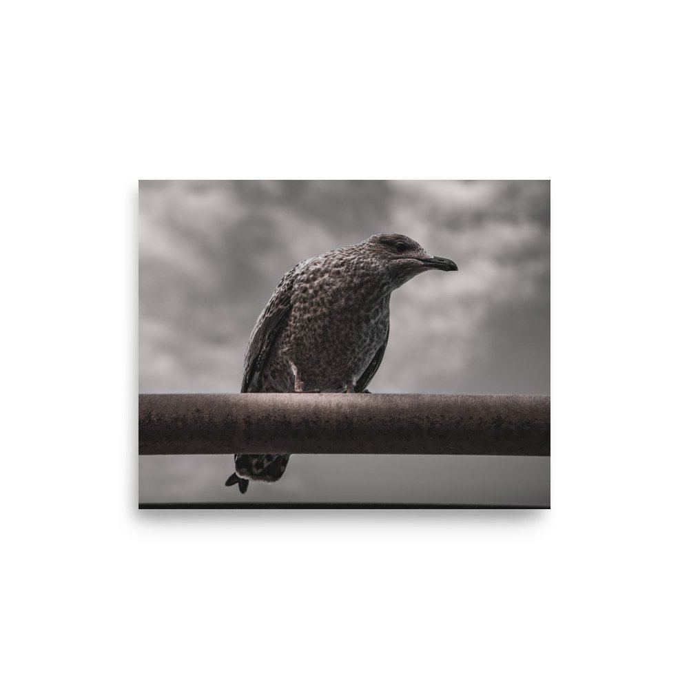 premium-luster-photo-paper-poster-(in)-8x10-front-6758cf2295f8e.jpg