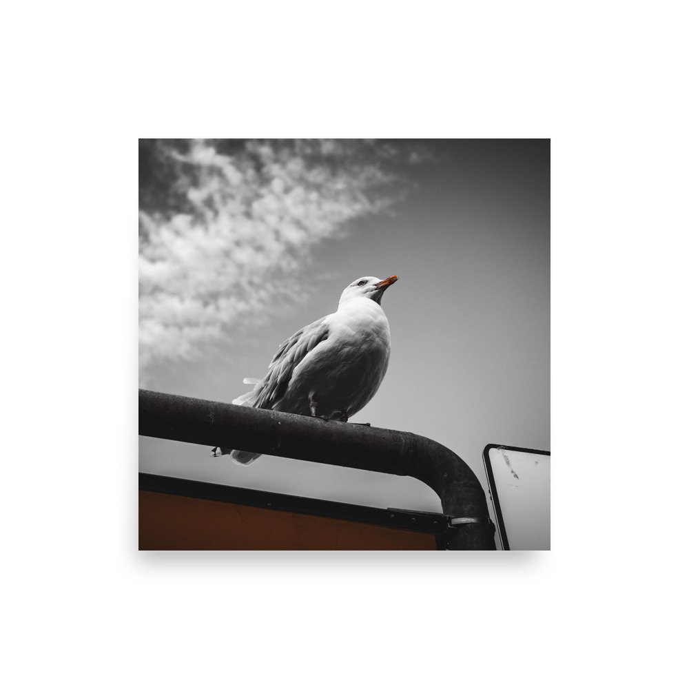 premium-luster-photo-paper-poster-(in)-18x18-front-675a1469ac4e2.jpg