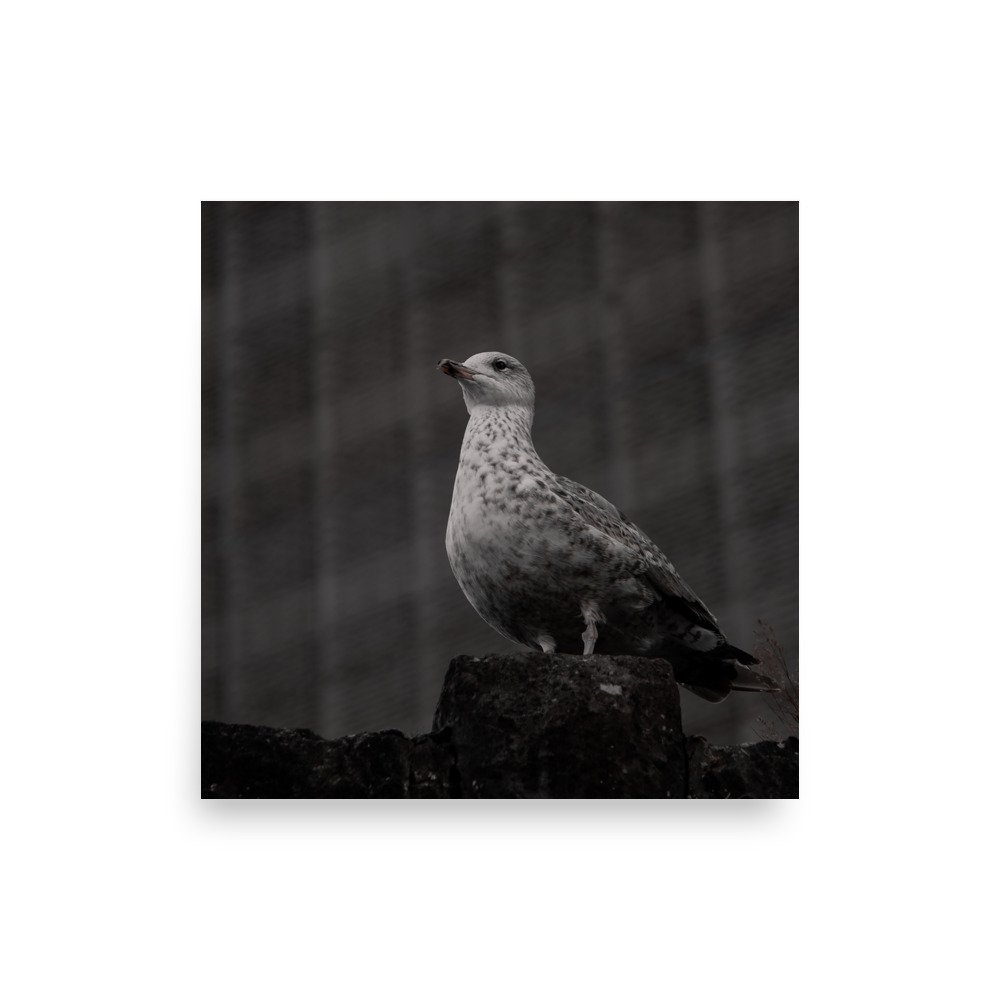 premium-luster-photo-paper-poster-(in)-16x16-front-675a1c333833e.jpg