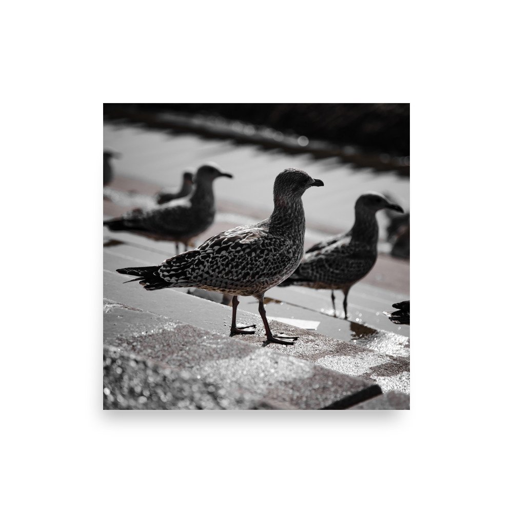 premium-luster-photo-paper-poster-(in)-10x10-front-675a1d18cf60d.jpg