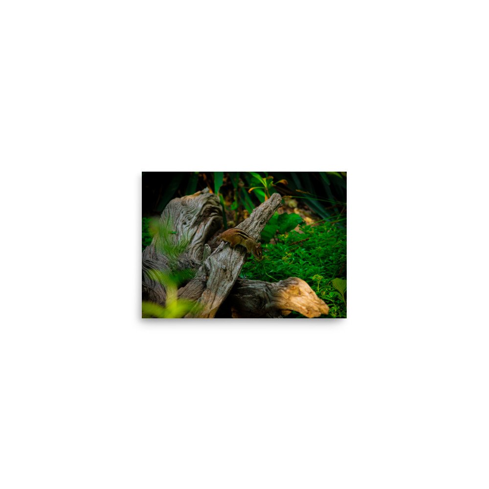 premium-luster-photo-paper-poster-(in)-5x7-front-675a2d531aef0.jpg