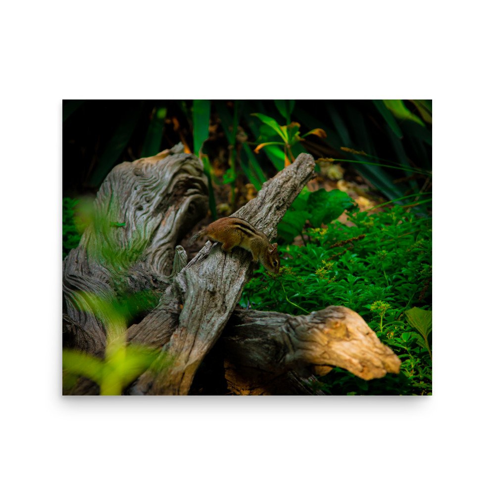 premium-luster-photo-paper-poster-(in)-16x20-front-675a2d531b4c5.jpg