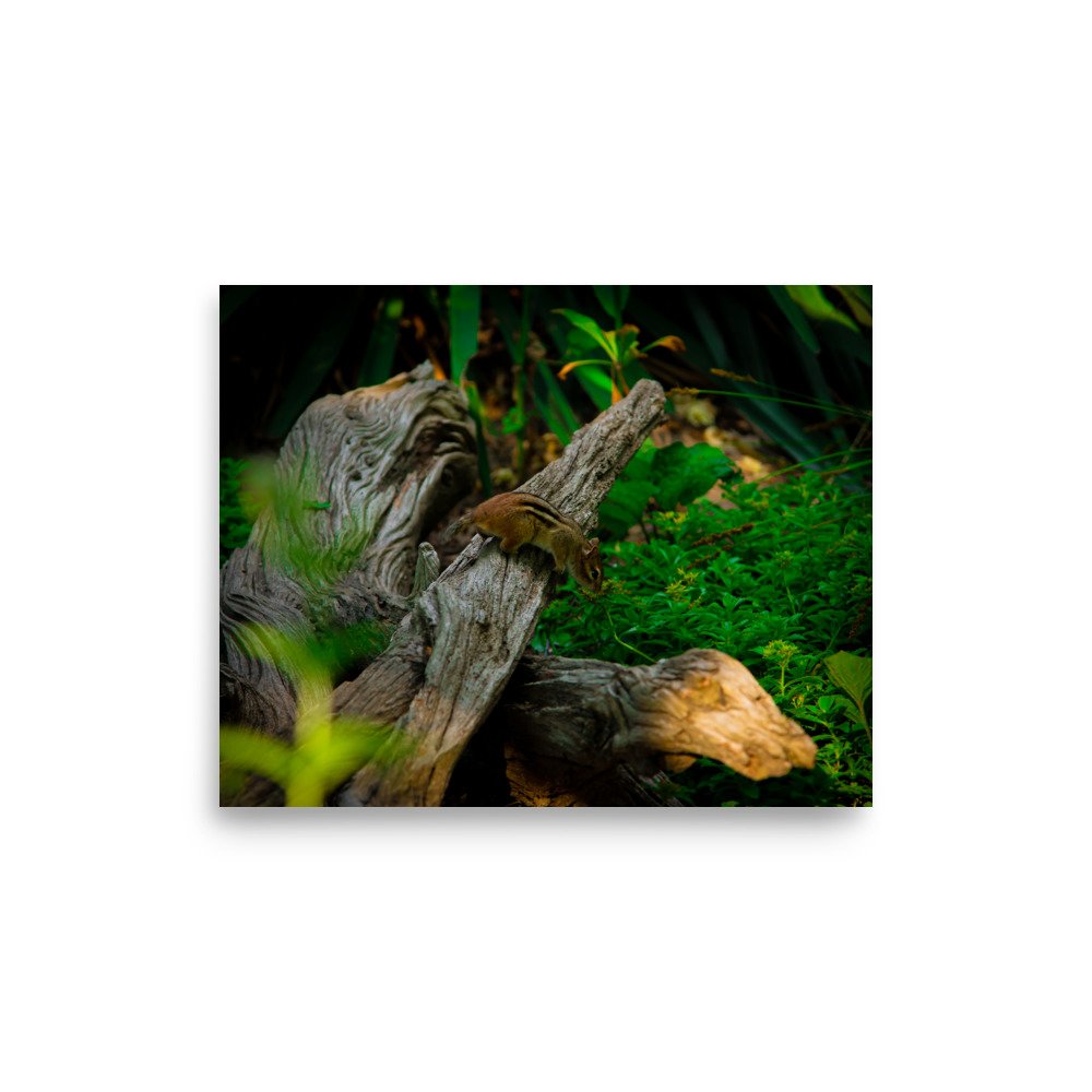 premium-luster-photo-paper-poster-(in)-8x10-front-675a2d531b7af.jpg