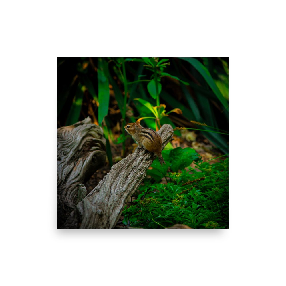 premium-luster-photo-paper-poster-(in)-14x14-front-675a2e81d24e7.jpg
