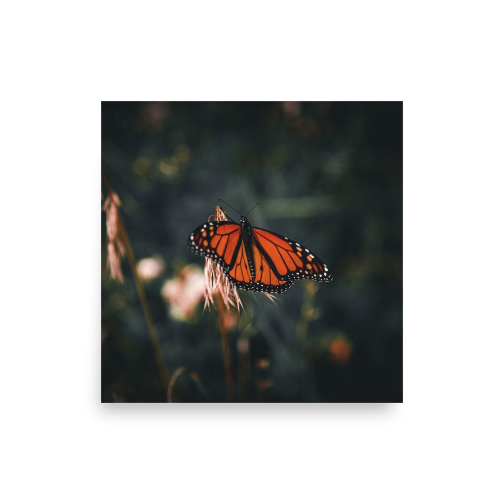 premium-luster-photo-paper-poster-(in)-10x10-front-675a46c1d769b.jpg