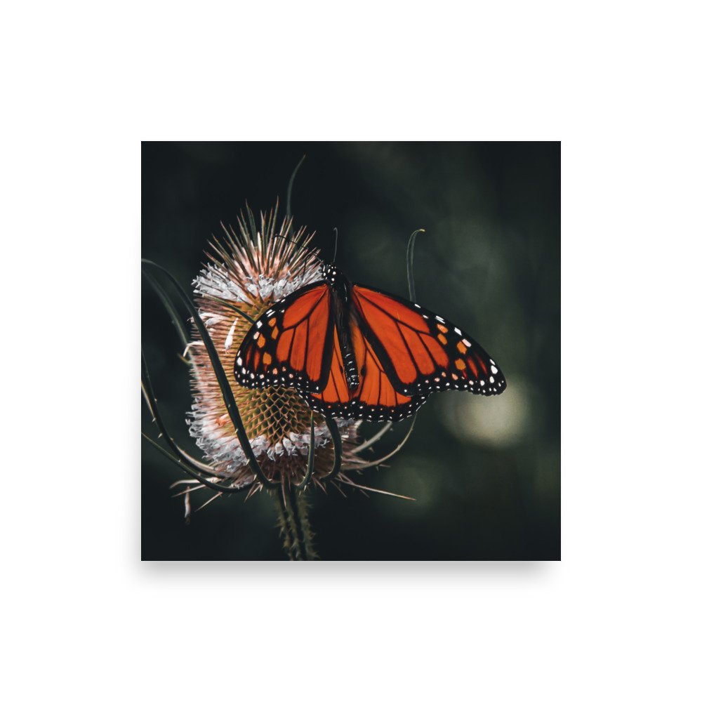 premium-luster-photo-paper-poster-(in)-10x10-front-675a49a677962.jpg