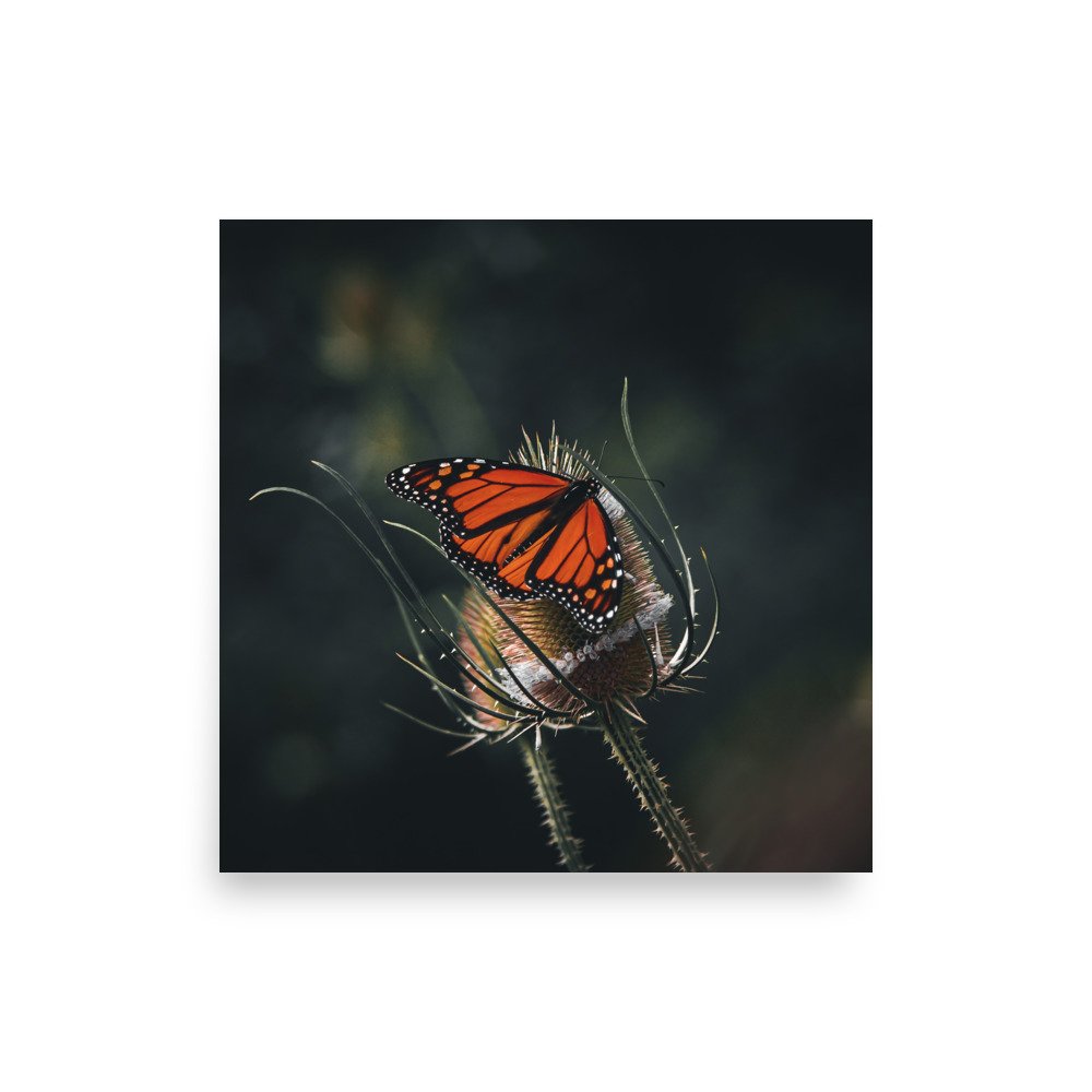 premium-luster-photo-paper-poster-(in)-10x10-front-675a4af3ea83a.jpg