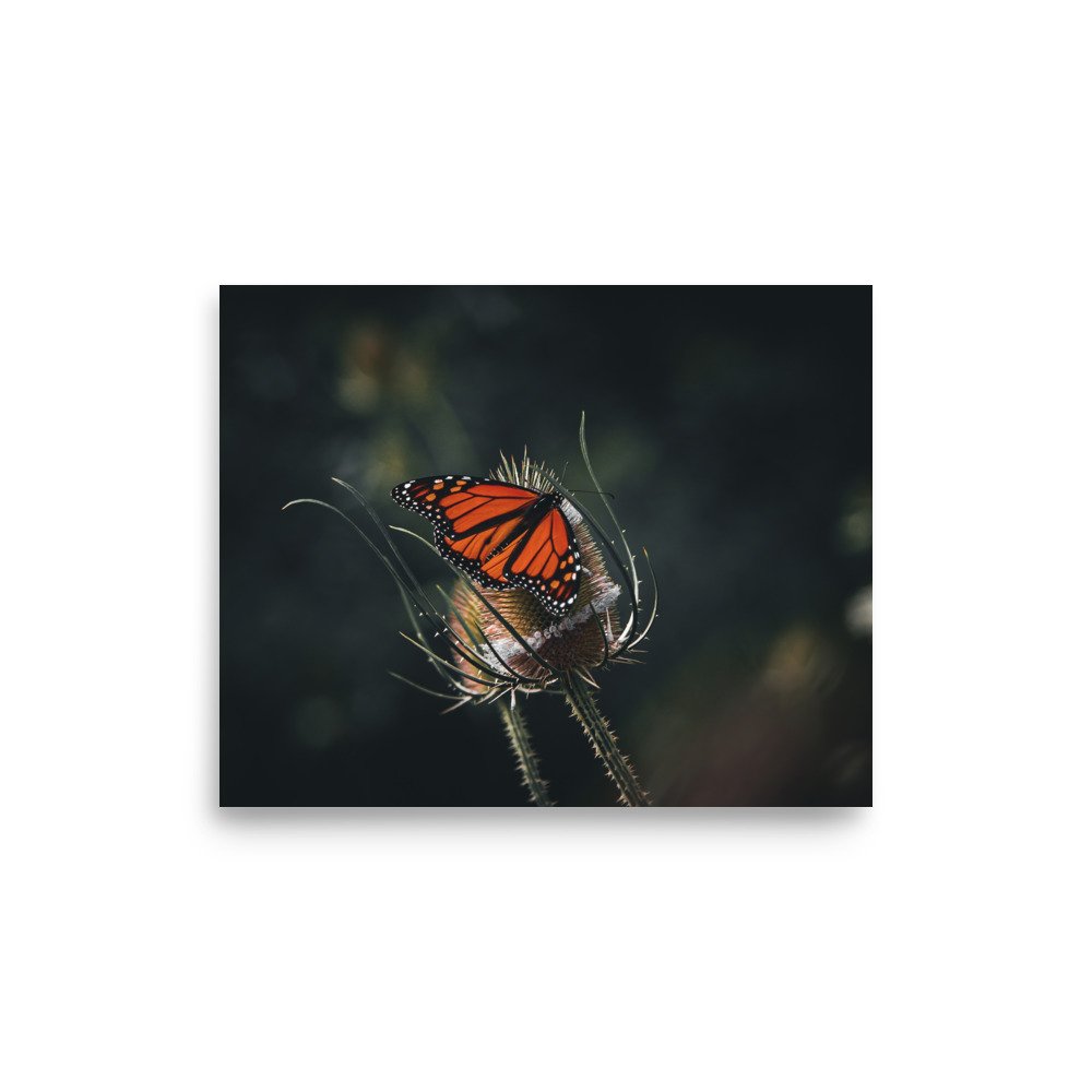 premium-luster-photo-paper-poster-(in)-8x10-front-675a4af3eafc8.jpg