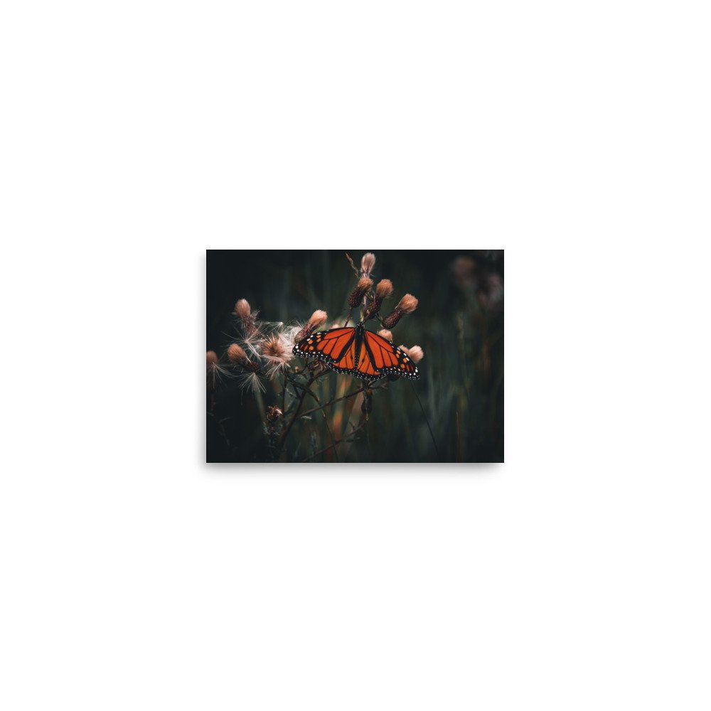 premium-luster-photo-paper-poster-(in)-5x7-front-675a4beccc0b0.jpg