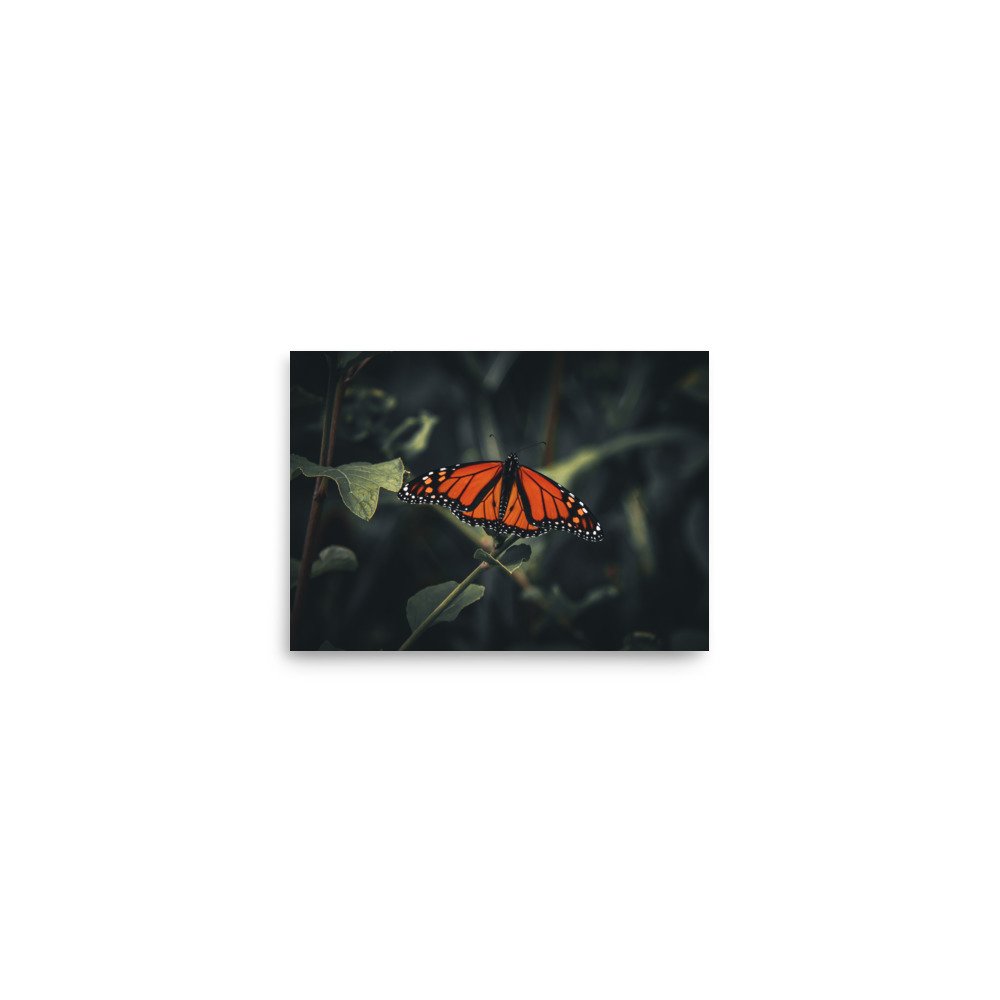 premium-luster-photo-paper-poster-(in)-5x7-front-675a4d9f2c612.jpg