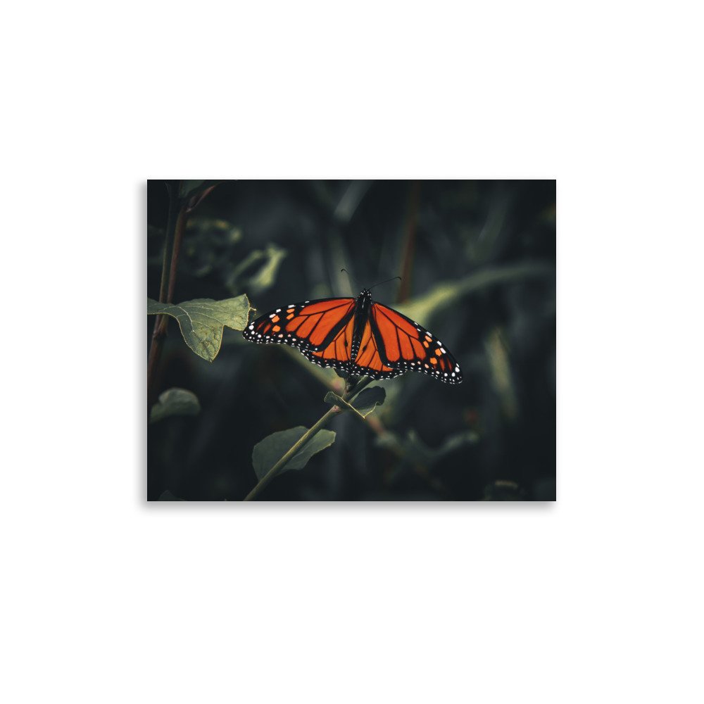 premium-luster-photo-paper-poster-(in)-11x14-front-675a4d9f2c799.jpg