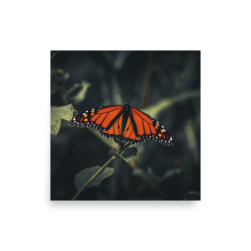 premium-luster-photo-paper-poster-(in)-18x18-front-675a4d9f2cc4c.jpg