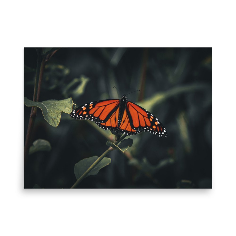 premium-luster-photo-paper-poster-(in)-18x24-front-675a4d9f2ccf2.jpg