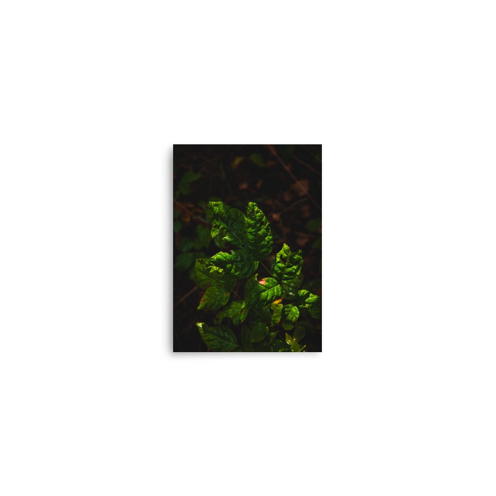 premium-luster-photo-paper-poster-(in)-5x7-front-6760975a4d8b4.jpg