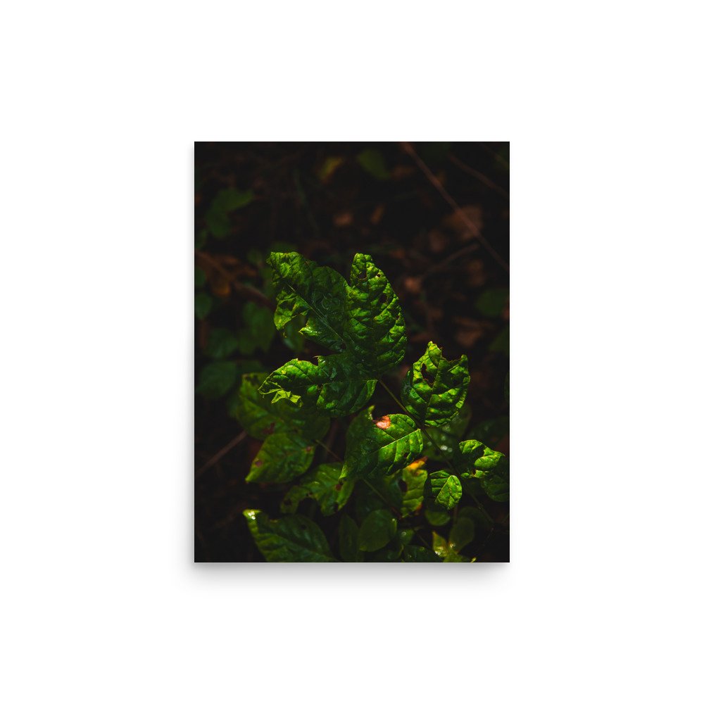 premium-luster-photo-paper-poster-(in)-12x16-front-6760975a4db5b.jpg