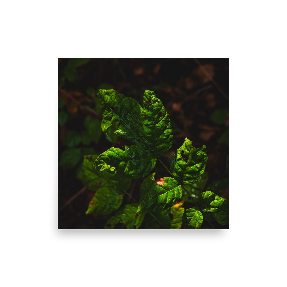 premium-luster-photo-paper-poster-(in)-14x14-front-6760975a4dca6.jpg