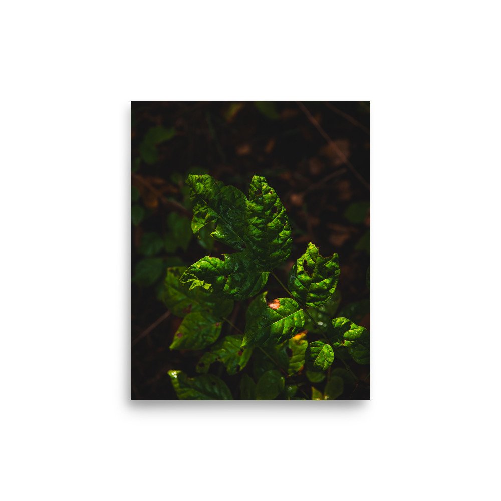 premium-luster-photo-paper-poster-(in)-8x10-front-6760975a4e083.jpg