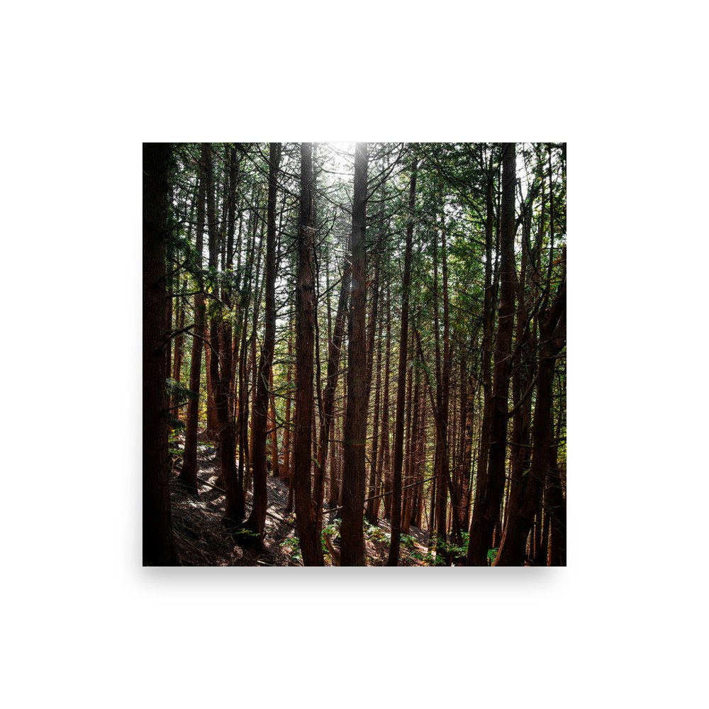 premium-luster-photo-paper-poster-(in)-10x10-front-67609865a3e22.jpg