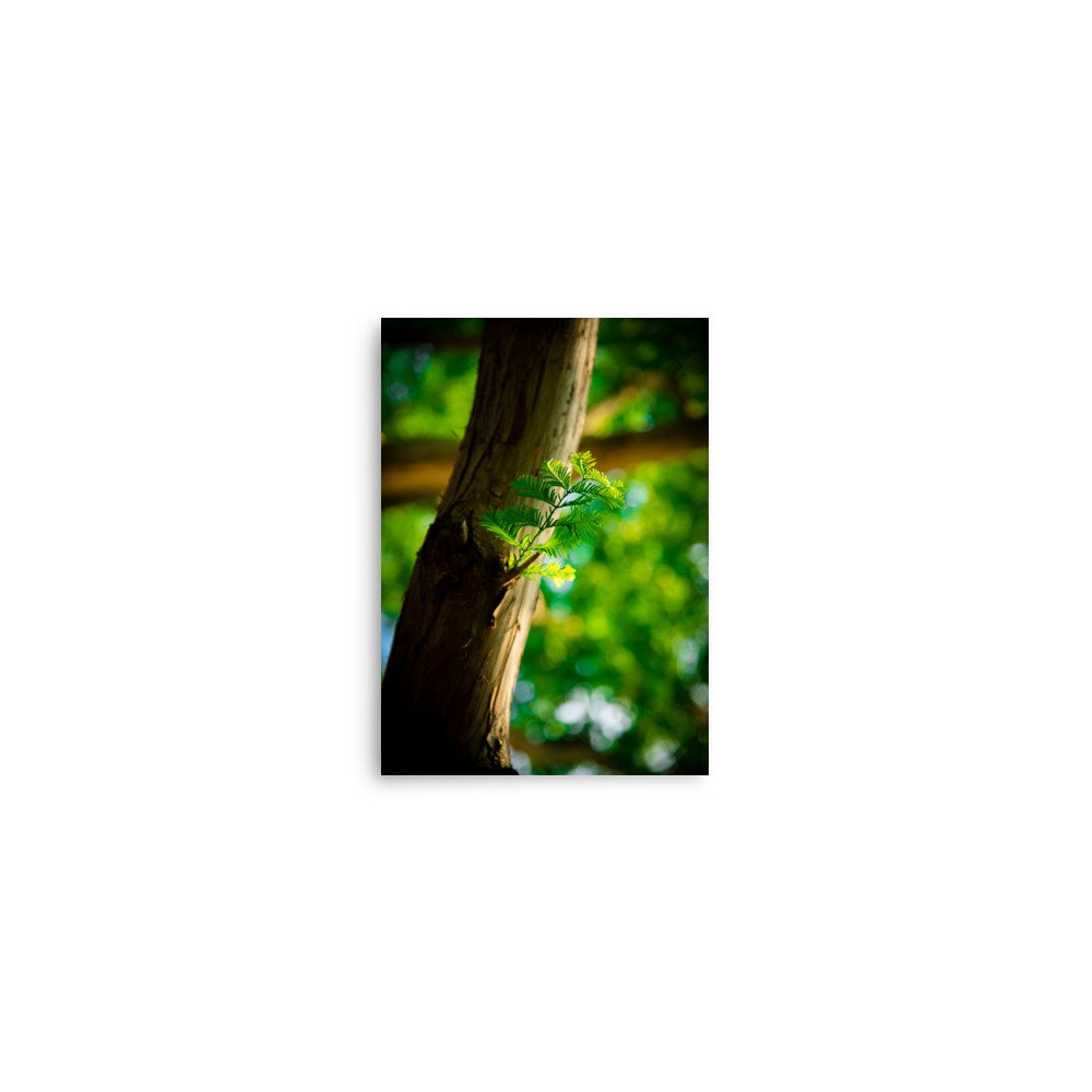 premium-luster-photo-paper-poster-(in)-5x7-front-67609e7d8b006.jpg