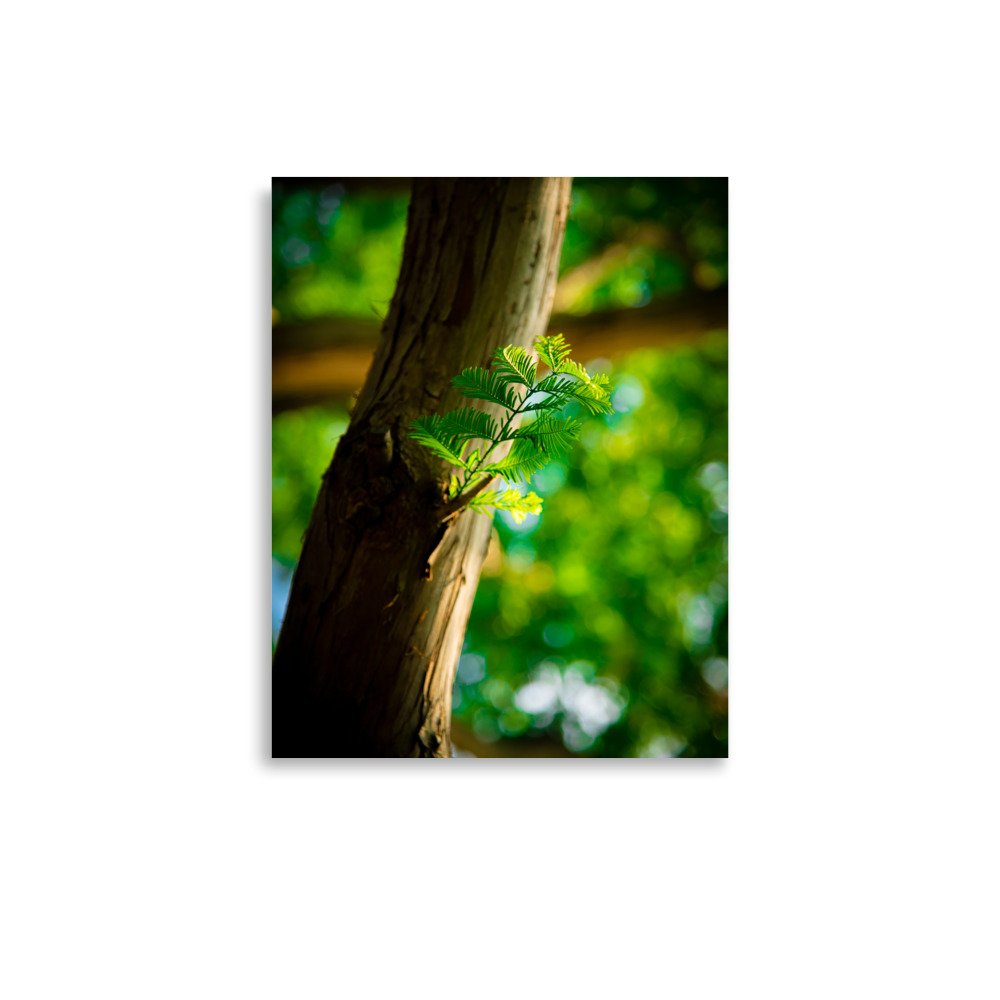 premium-luster-photo-paper-poster-(in)-11x14-front-67609e7d8b26e.jpg