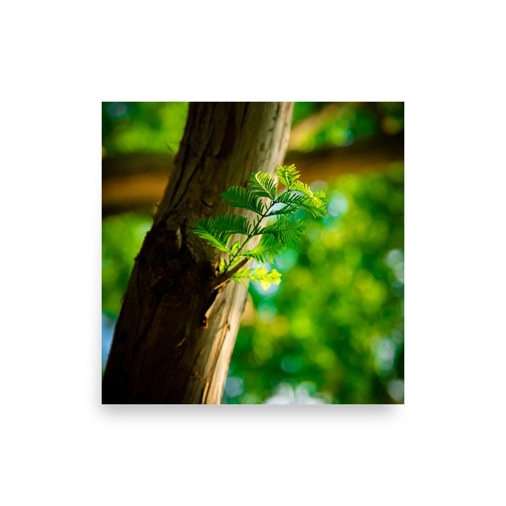 premium-luster-photo-paper-poster-(in)-14x14-front-67609e7d8b740.jpg