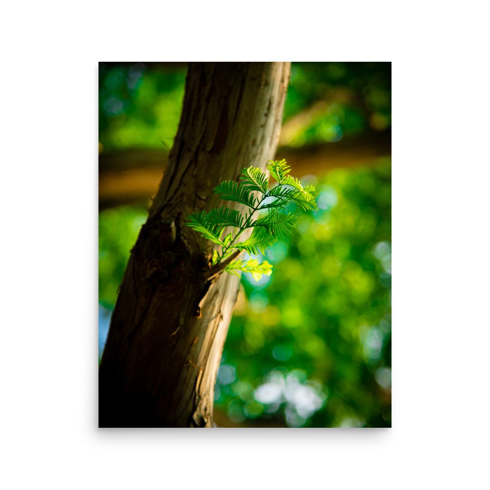 premium-luster-photo-paper-poster-(in)-16x20-front-67609e7d8b981.jpg