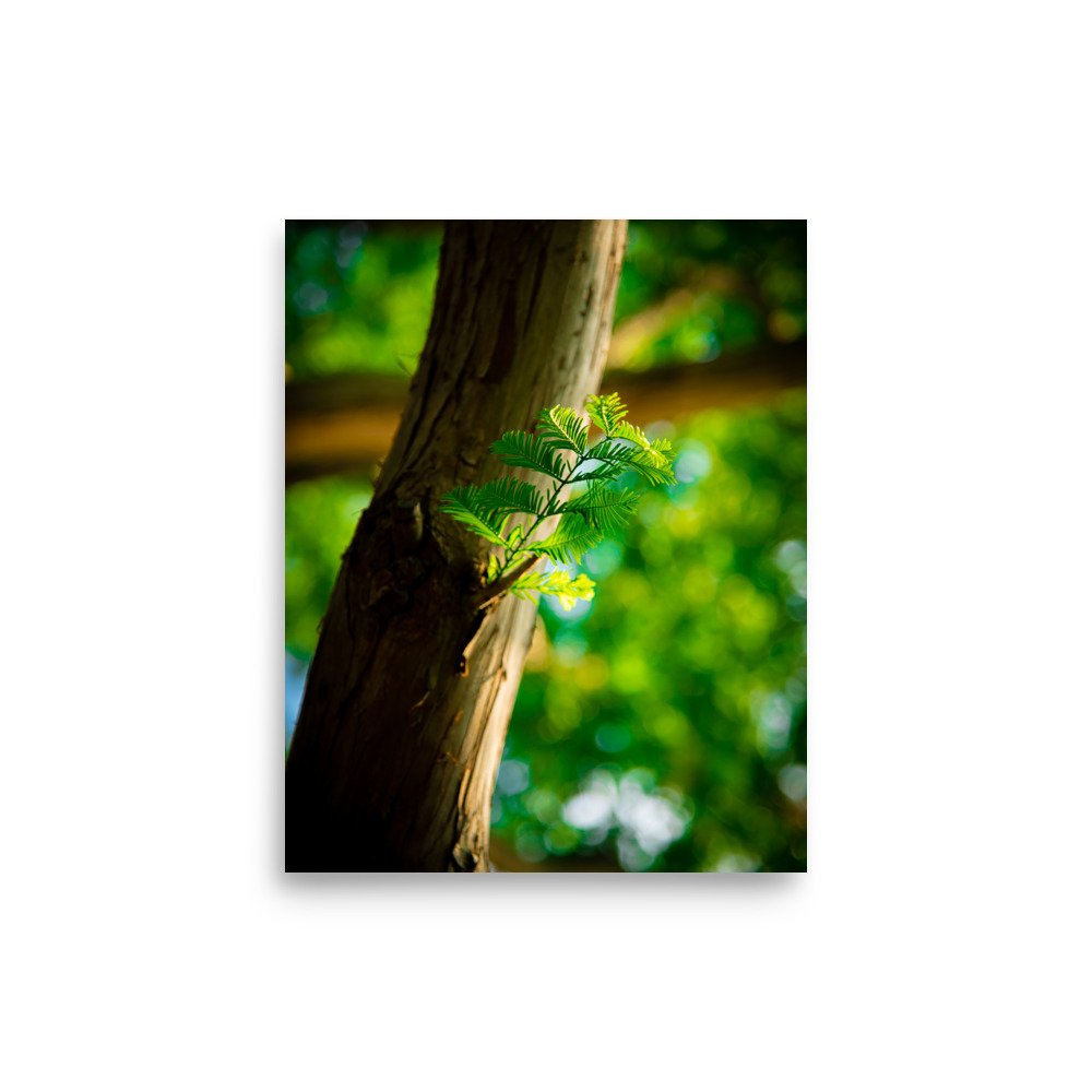 premium-luster-photo-paper-poster-(in)-8x10-front-67609e7d8bddf.jpg