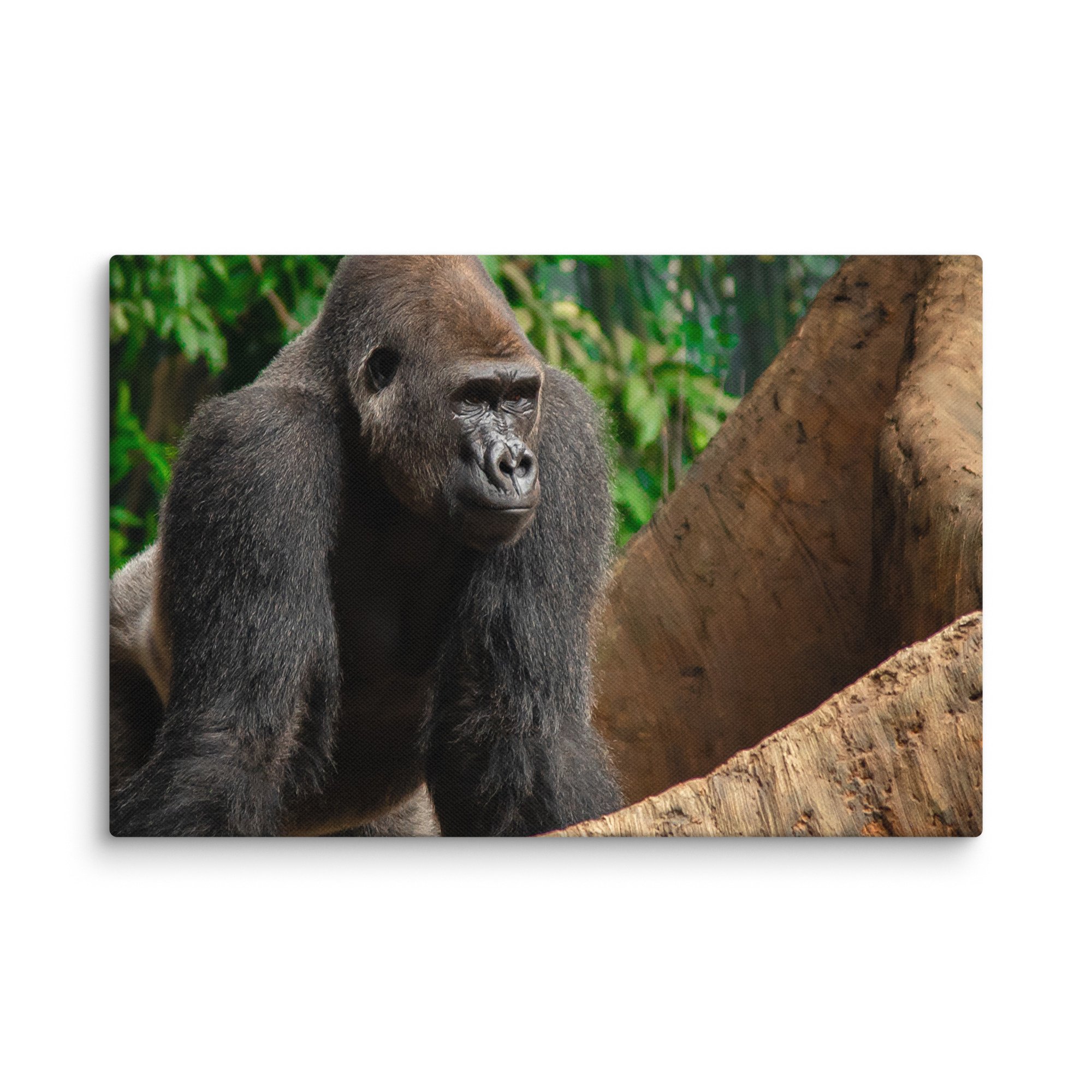 canvas-(in)-8x12-wall-6769cd047330b.jpg