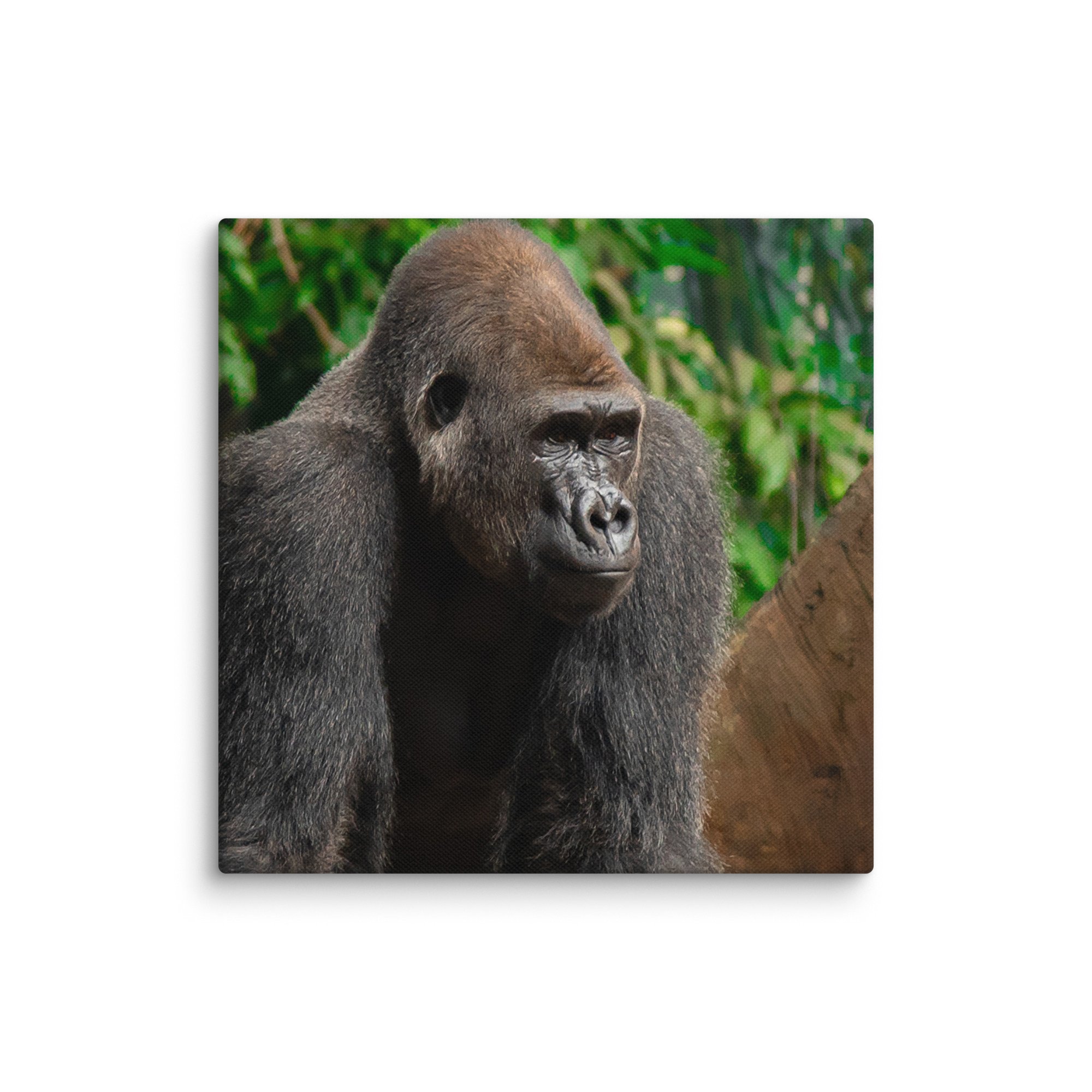 canvas-(in)-12x12-wall-6769cd047346d.jpg