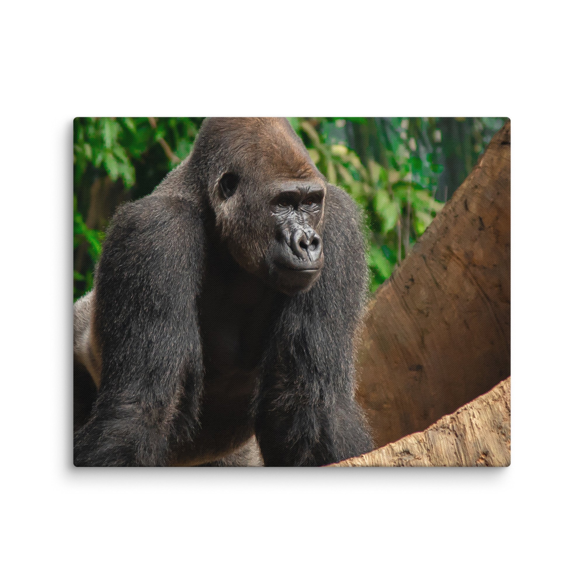 canvas-(in)-16x20-wall-6769cd0473696.jpg