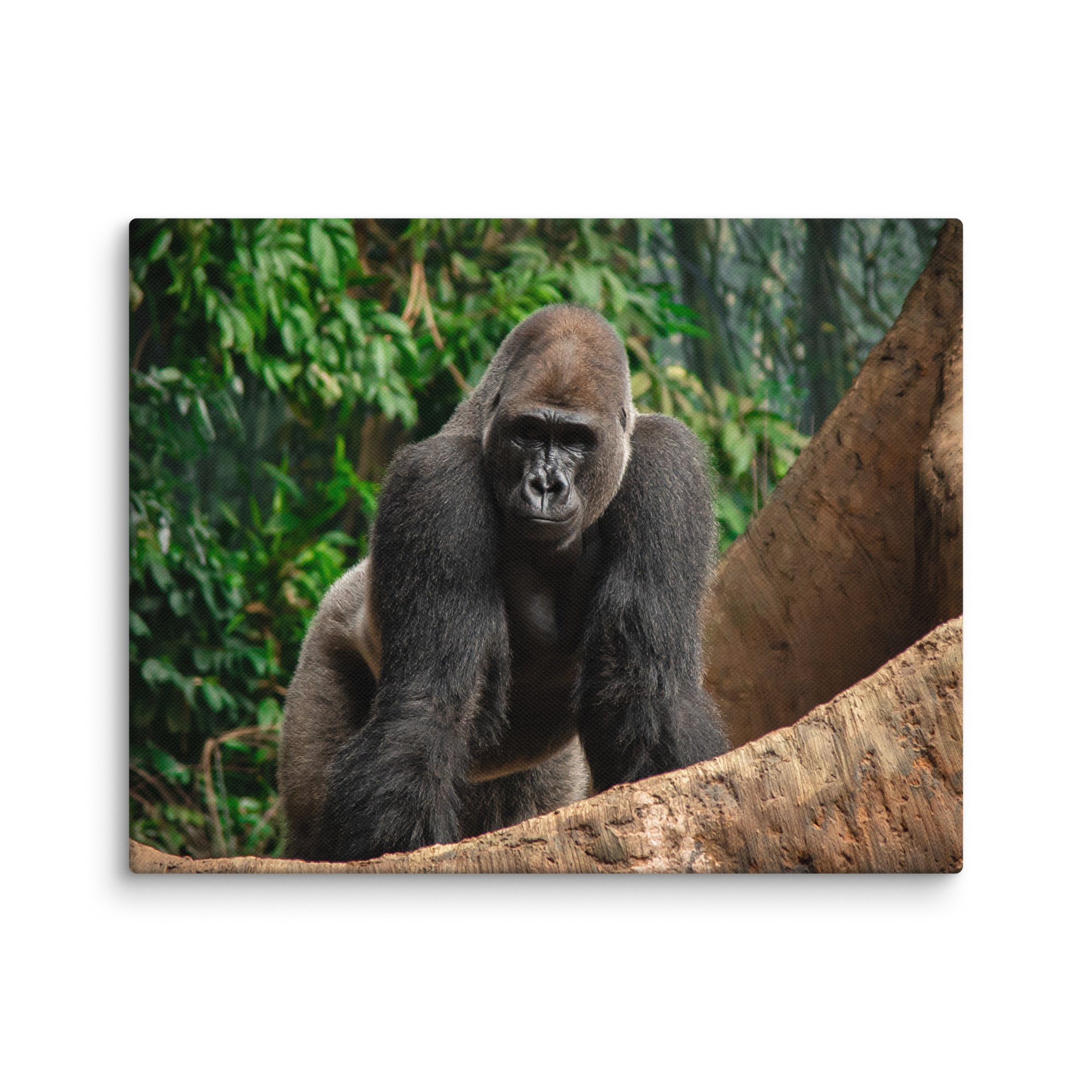 canvas-(in)-11x14-wall-67716995c6ed8.jpg