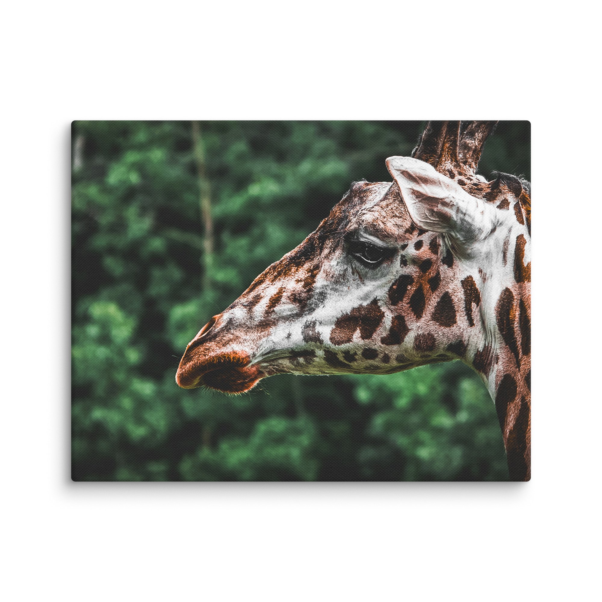 canvas-(in)-11x14-wall-67717123b317a.jpg