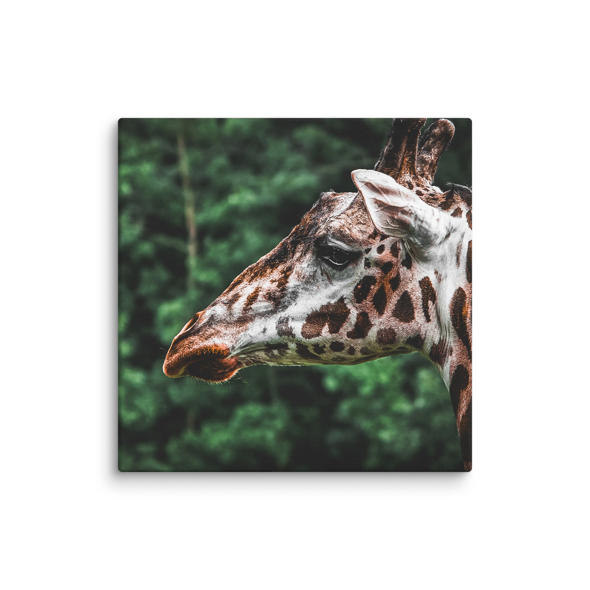canvas-(in)-18x18-wall-67717123b3650.jpg
