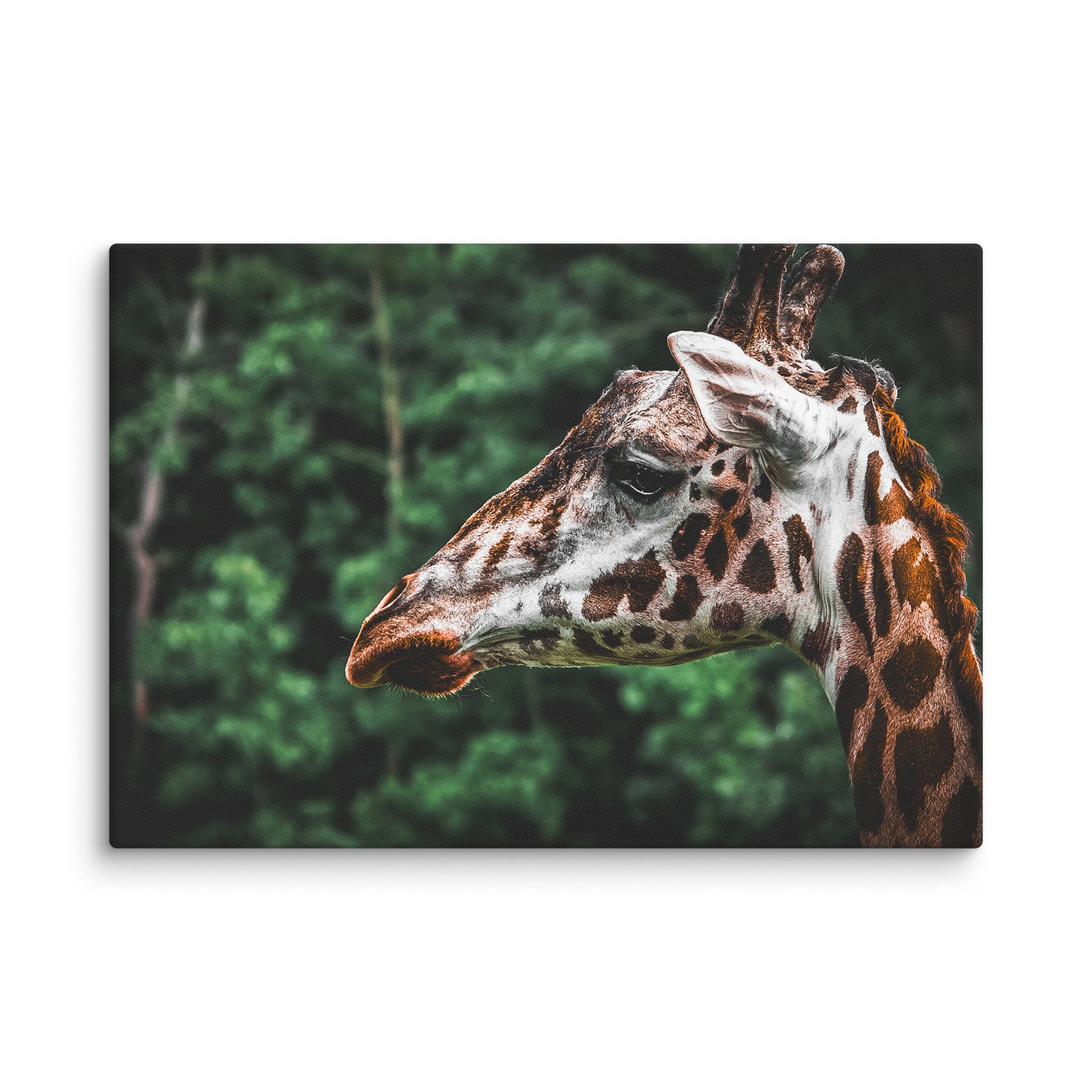 canvas-(in)-18x26-wall-67717123b36e0.jpg