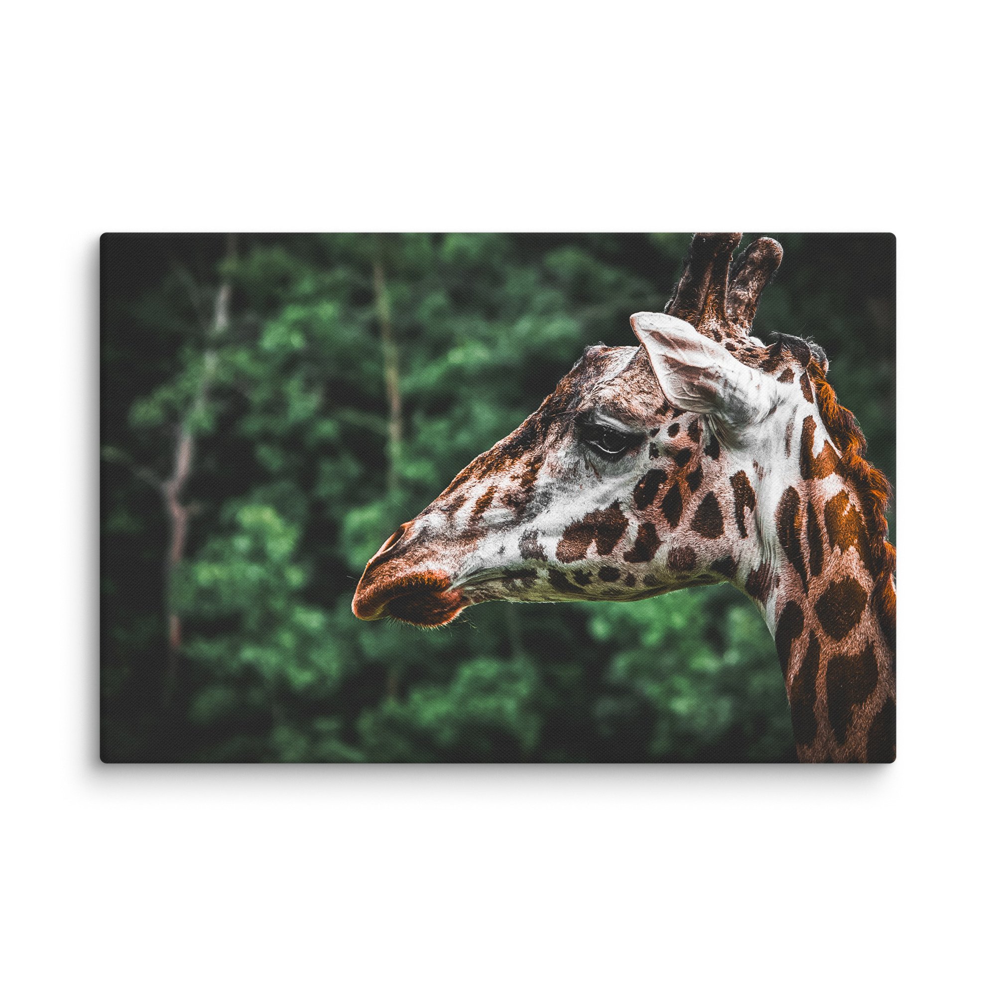 canvas-(in)-20x30-wall-67717123b3912.jpg