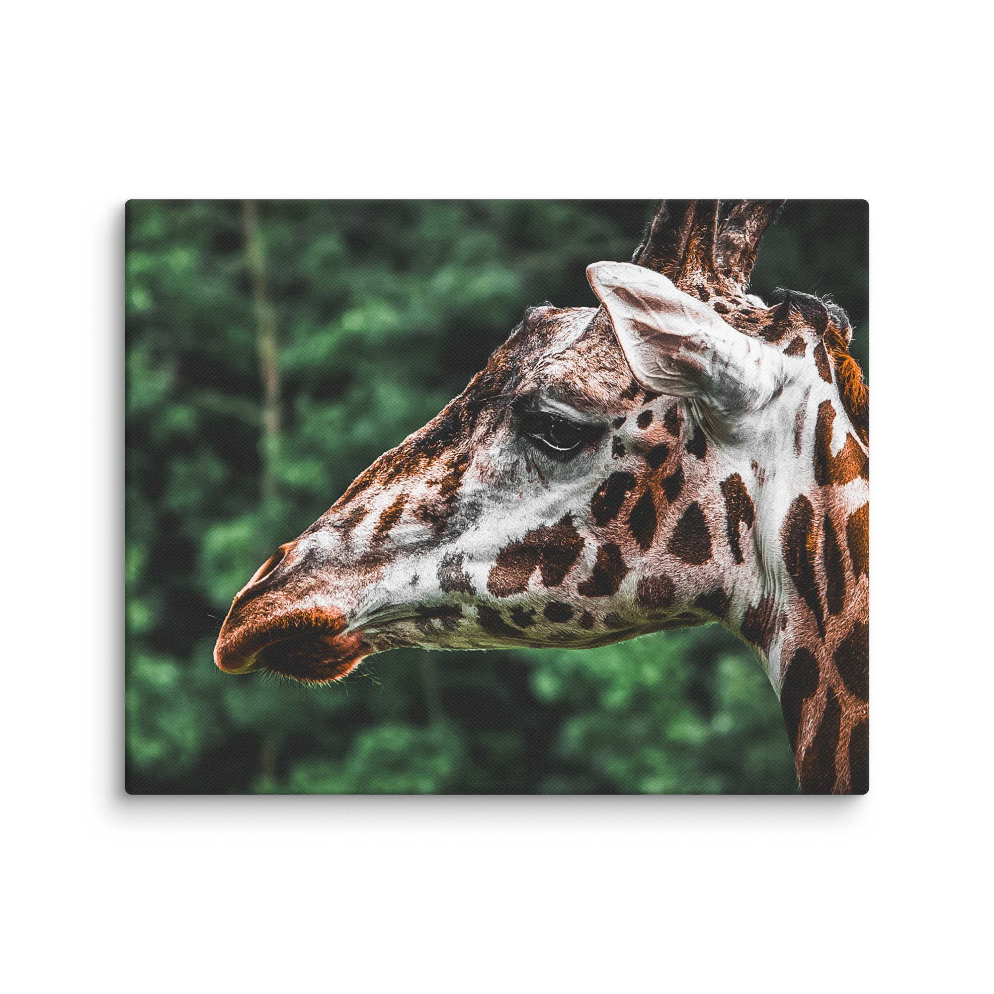 canvas-(in)-8x10-wall-67717123b4435.jpg