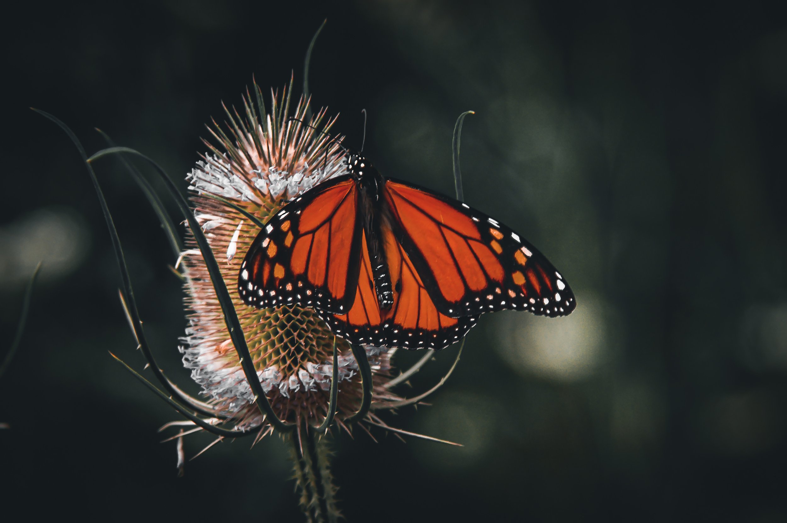 Natures Noble