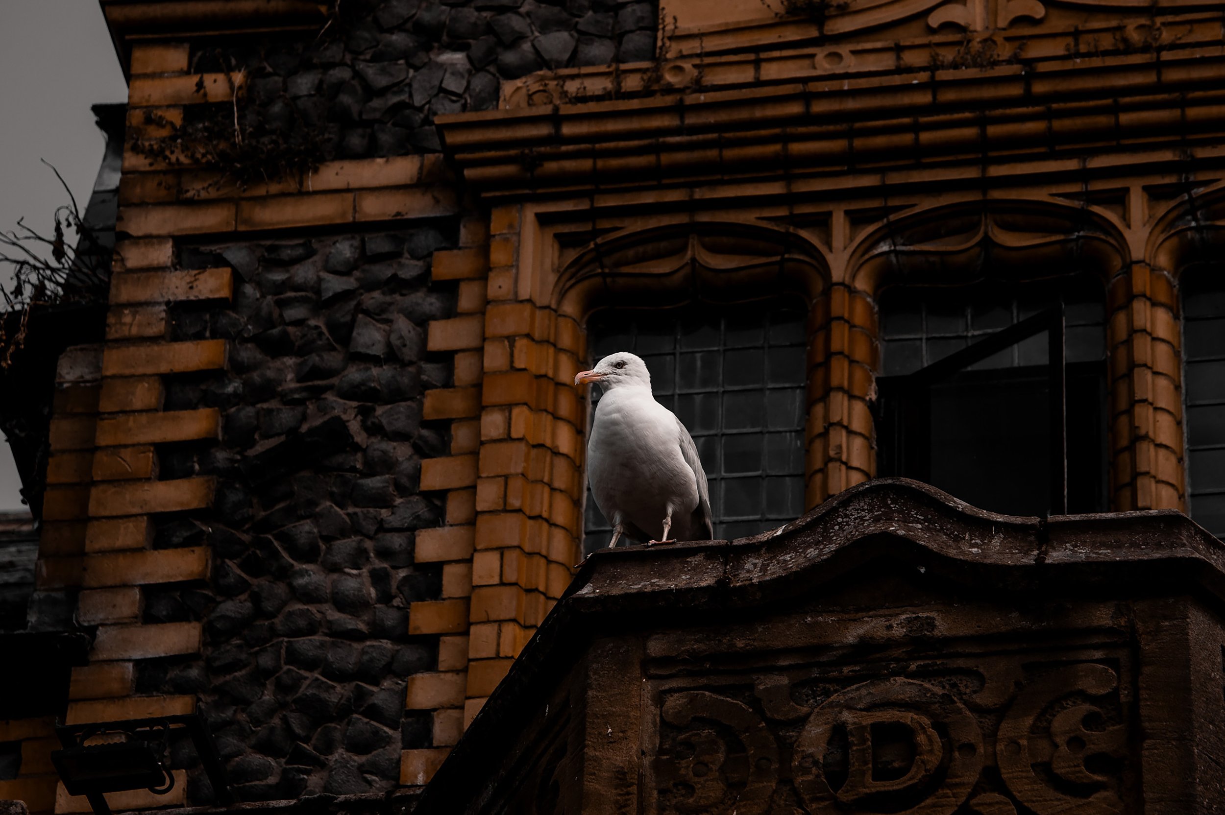 Winged Watcher