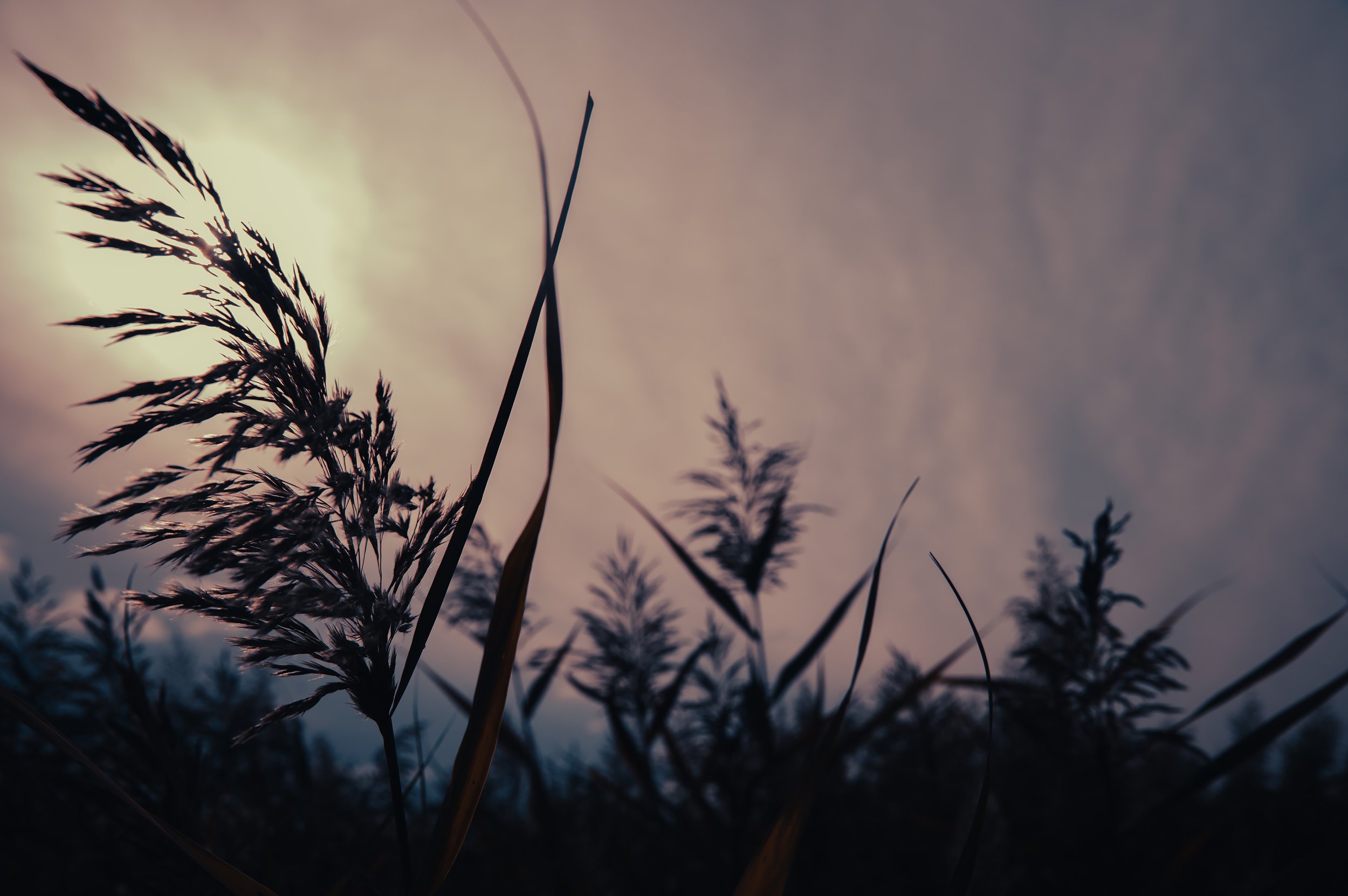 Flowing Wheat