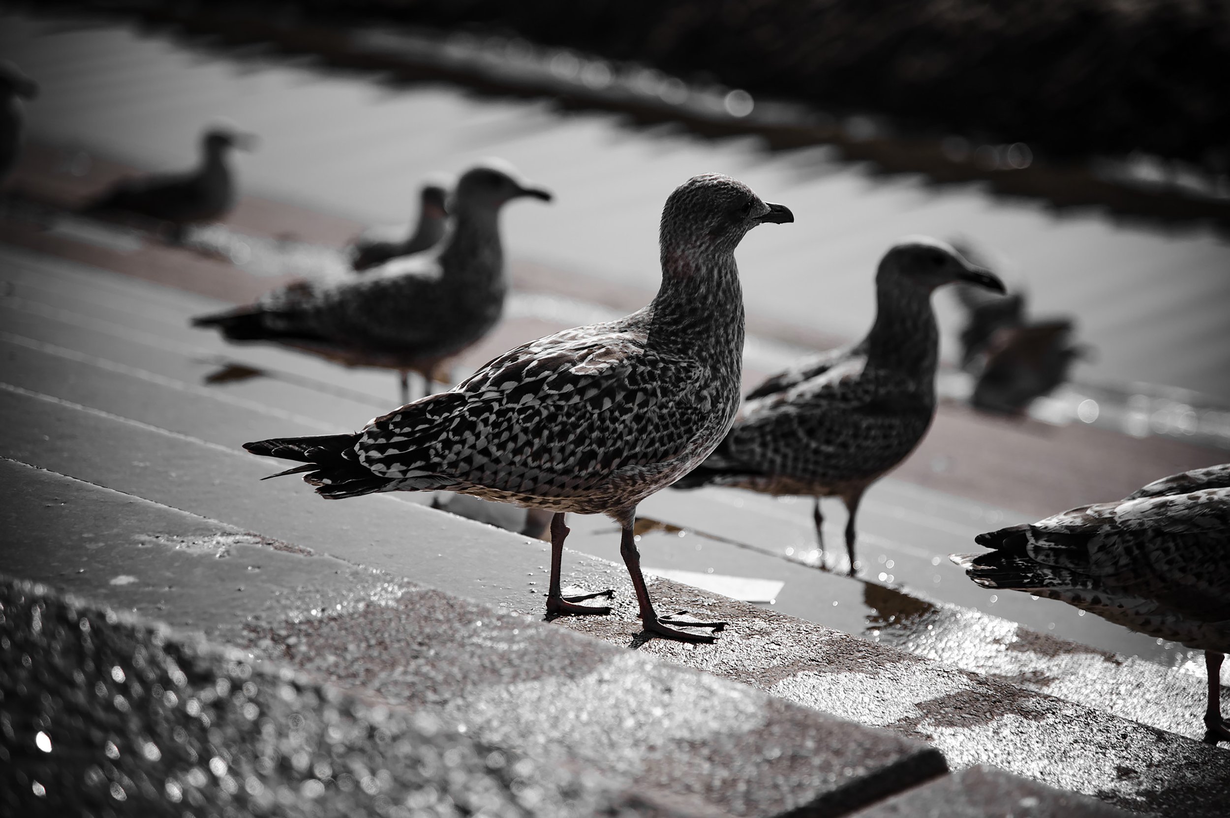 Seagull Trio