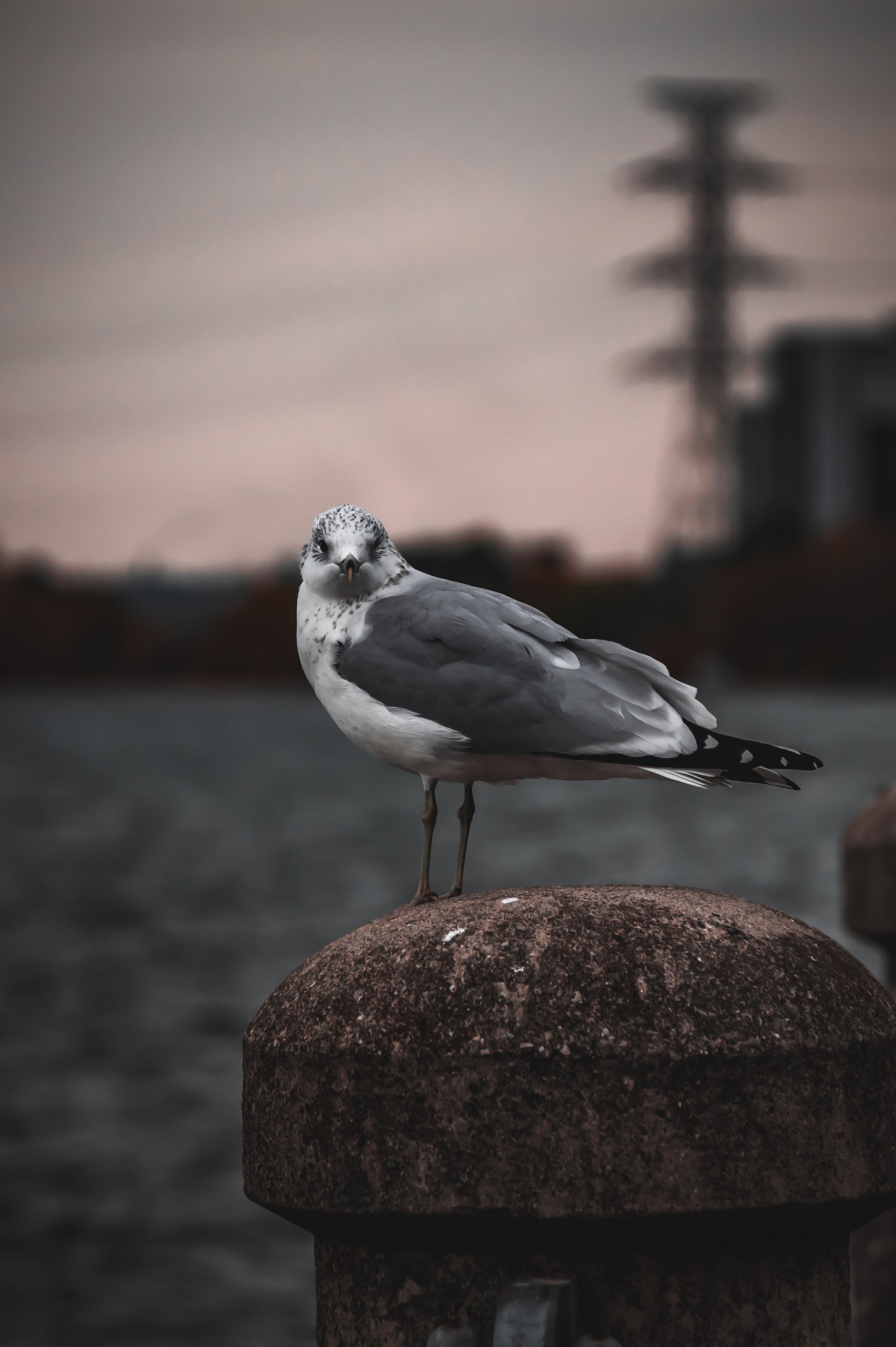 Seagull Stare Down
