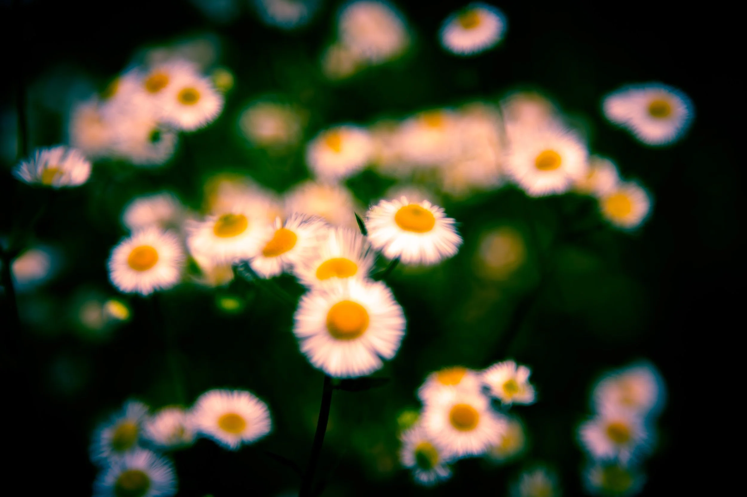 Hypnotic Flowers