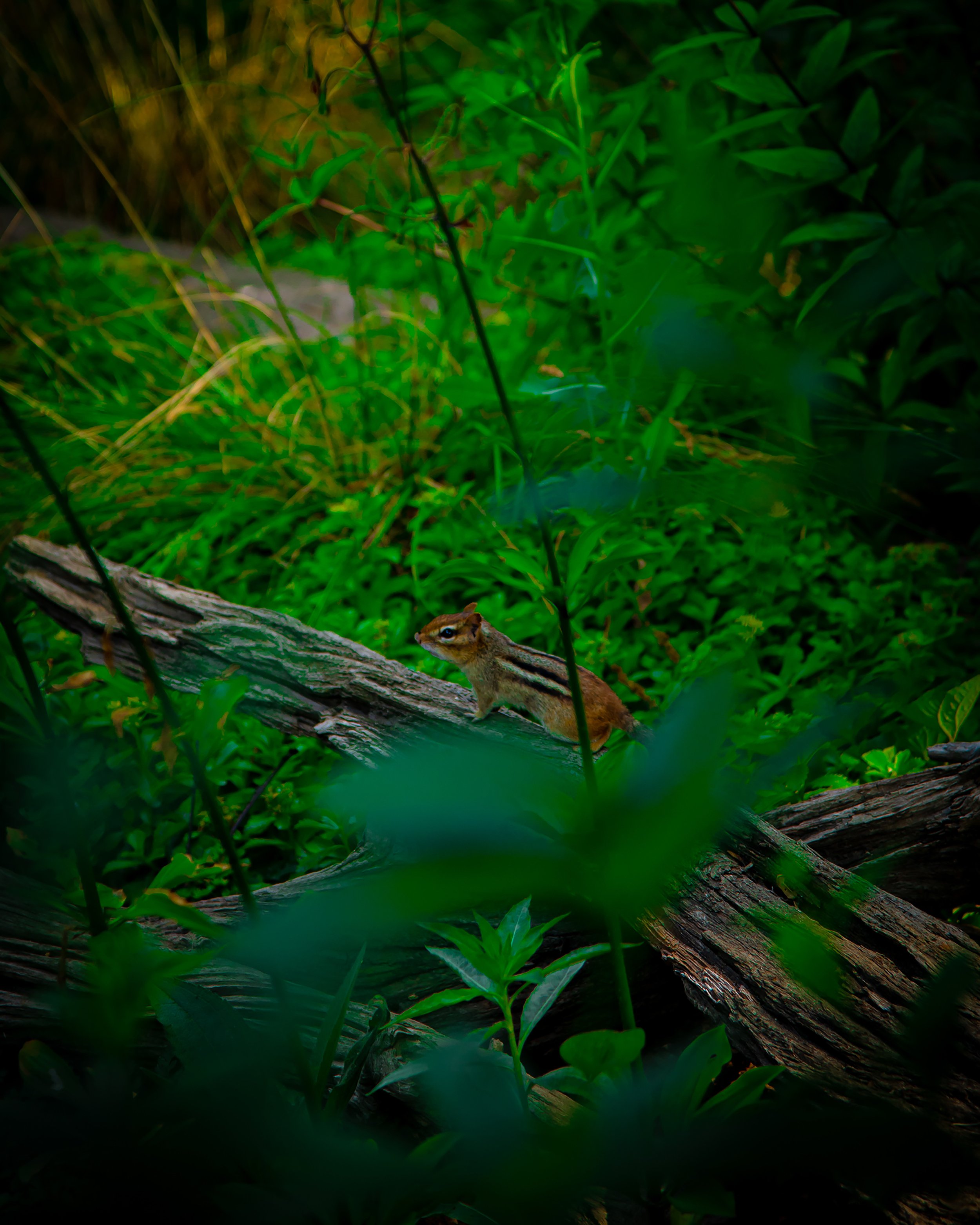 Scouting Chipmunk