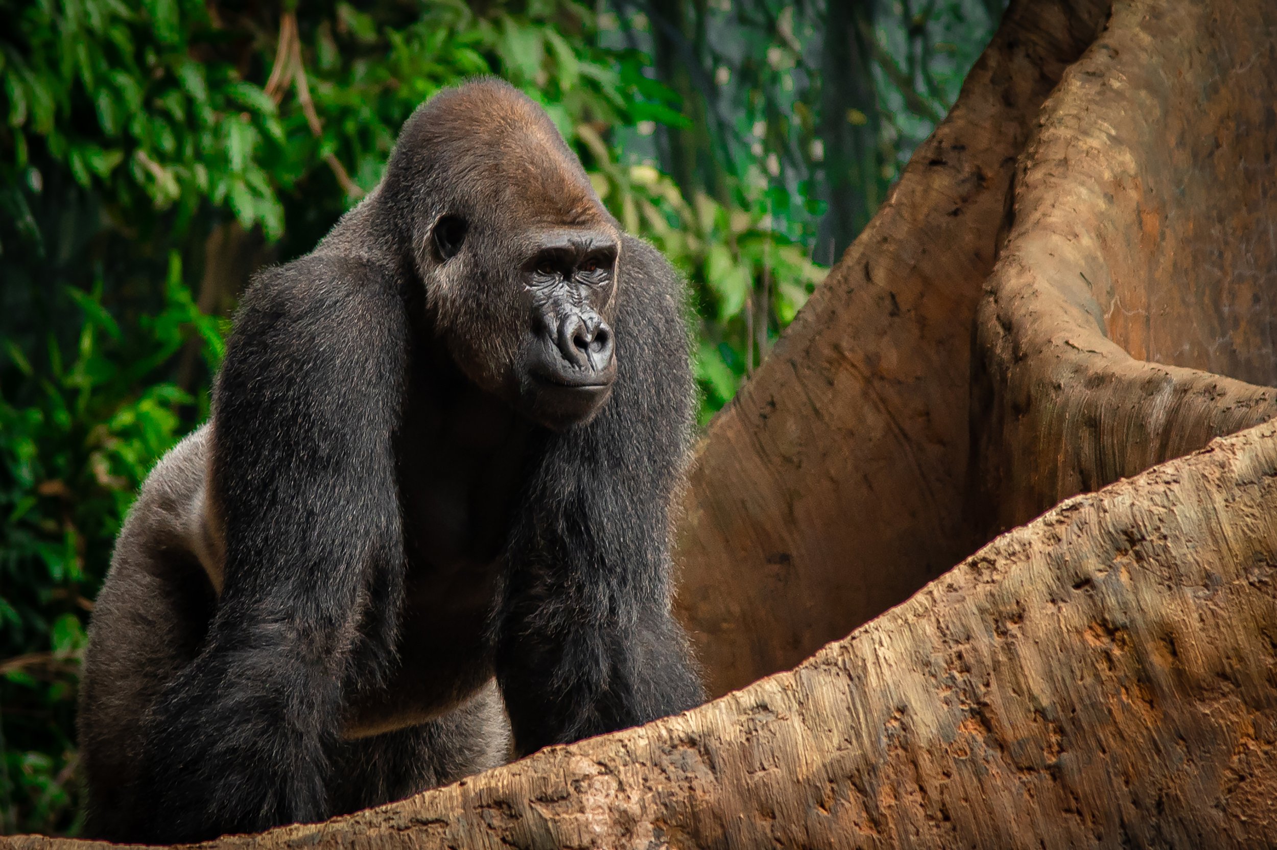 Gorilla Thoughts