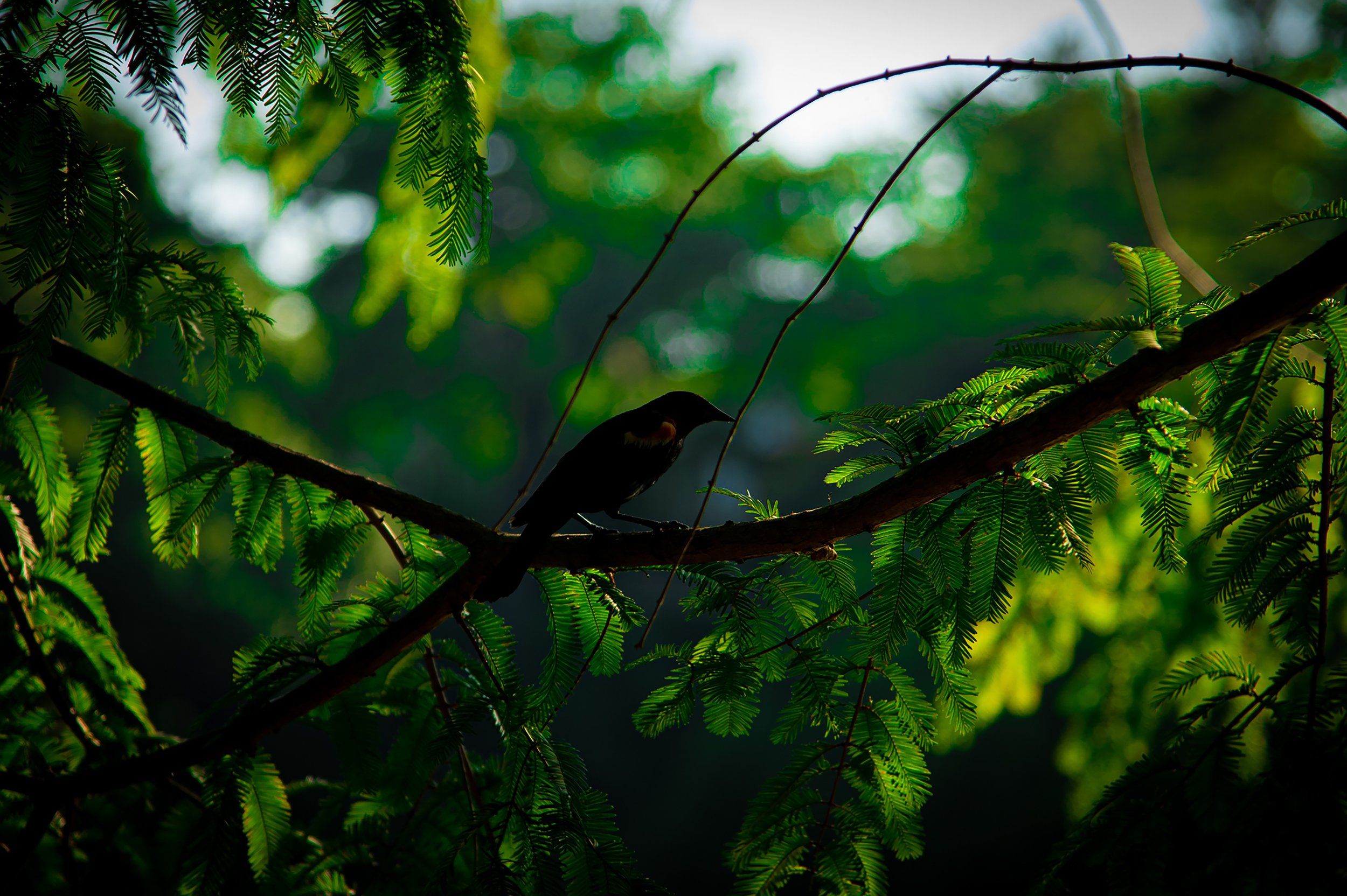 Silhouette
