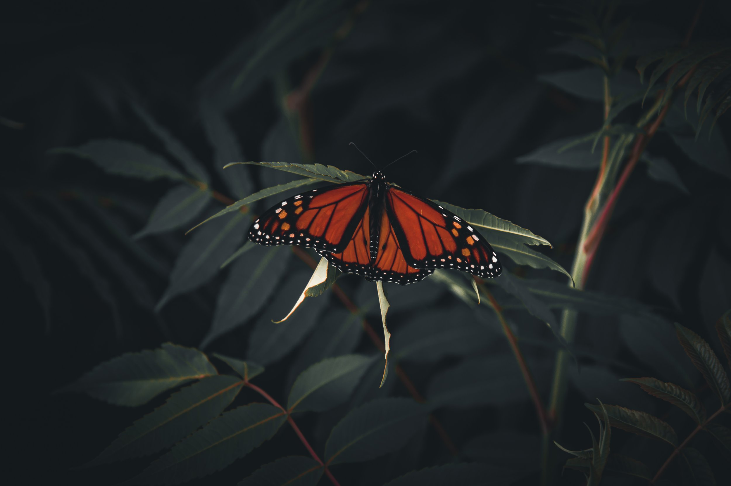 Garden Monarchy